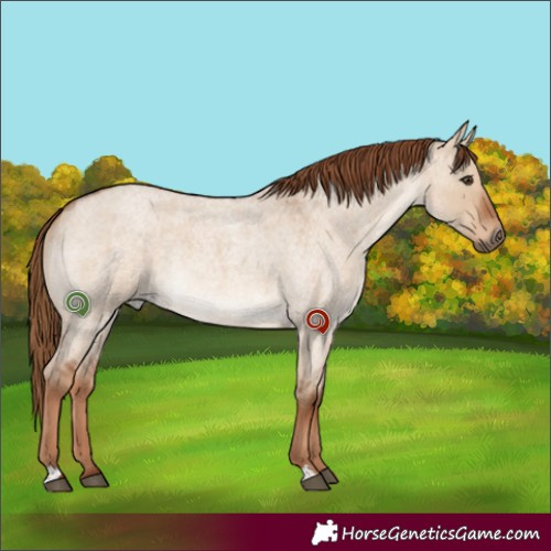 Horse Color:Red Dun Roan Rabicano 