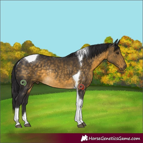 Horse Color:Buckskin Tobiano Rabicano