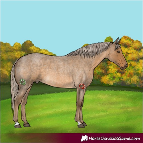 Horse Color:Chocolate Palomino Roan 