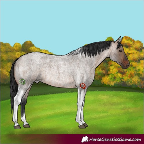Horse Color:Brown Roan Dun Tobiano Rabicano 