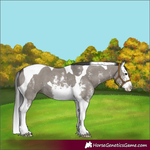 Horse Color:Grullo Sabino Splash Tobiano 