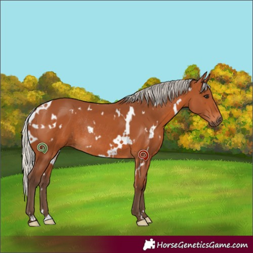 Horse Color:White Spotted Silver Bay Rabicano 