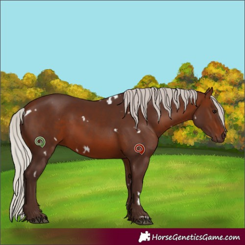Horse Color:White Spotted Silver Brown Rabicano