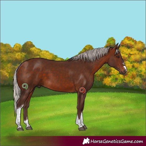 Horse Color:Silver Bay Tobiano