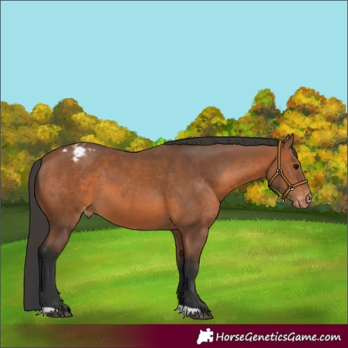 Horse Color:Bay Appaloosa 