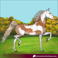 Horse Color:Chestnut Splash Frame  and Chestnut Splash Frame Appaloosa 
