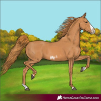 Horse Color:Chestnut Splash Frame and Chestnut Splash Frame Rabicano