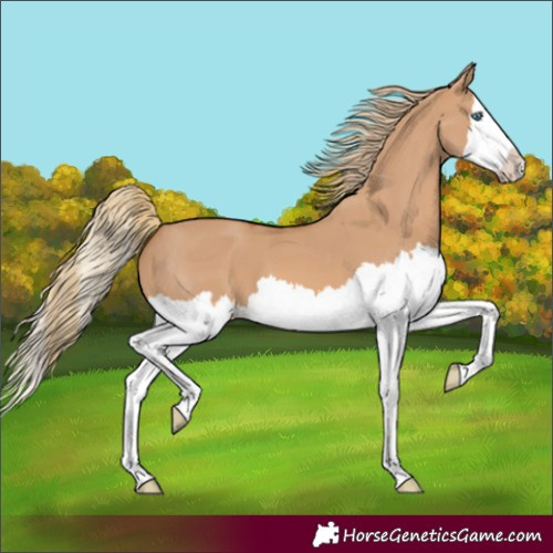 Horse Color:Red Dun Splash 