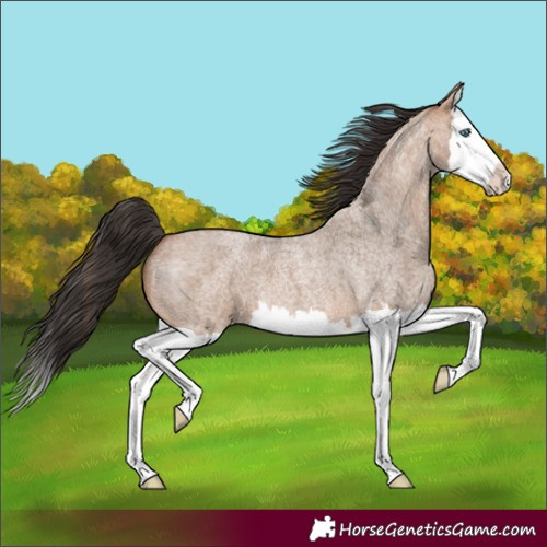 Horse Color:Bay Roan Dun Splash 