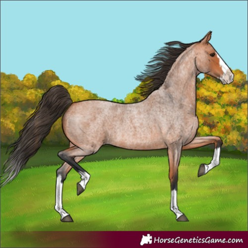 Horse Color:Bay Roan Splash 