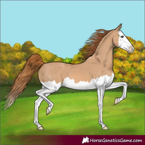 Horse Color:Red Dun Splash 