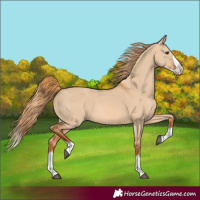 Horse Color:Red Dun Splash 
