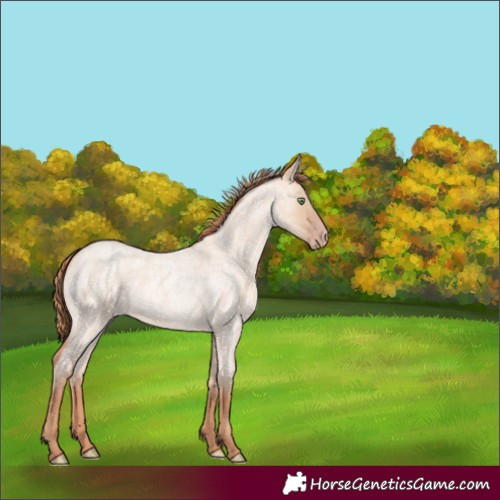 Horse Color:Gold Champagne Roan Dun 