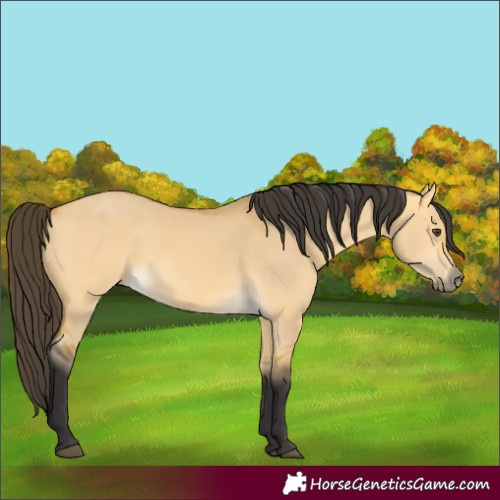 Horse Color:Buckskin Dun 