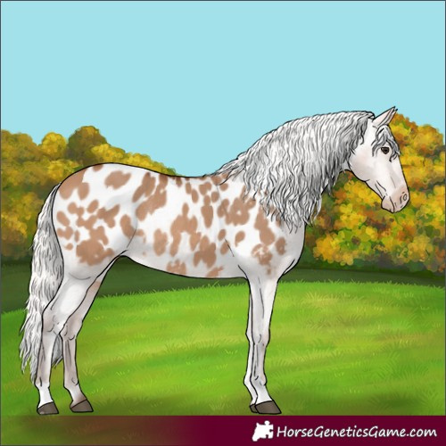 Horse Color:Silver Bay Dun Appaloosa Rabicano 