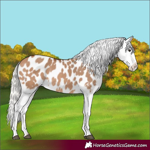 Horse Color:Silver Bay Dun Appaloosa Rabicano 