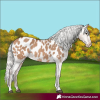 Horse Color:Silver Bay Dun Appaloosa Rabicano
