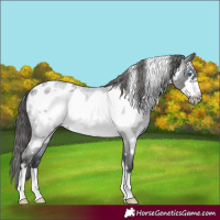 Horse Color:Blue Roan Frame Appaloosa Rabicano 