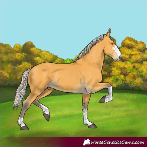 Horse Color:Silver Buckskin 
