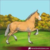 Horse Color:Silver Buckskin 