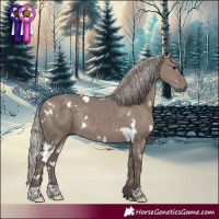 Horse Color:White Spotted Silver Grullo 