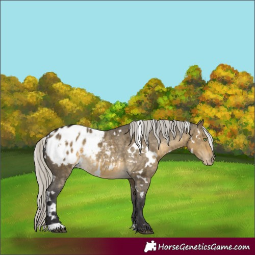 Horse Color:White Spotted Silver Buckskin Dun Blanket 