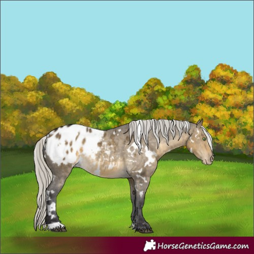 Horse Color:White Spotted Silver Buckskin Dun Appaloosa 