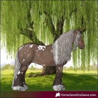 Horse Color:White Spotted Silver Brown Dun Tobiano