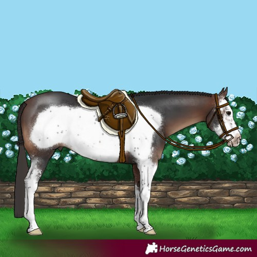 Horse Color:Brown Sabino Frame 