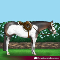Horse Color:Brown Sabino Frame