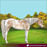 Horse Color:White Spotted Chocolate Palomino Pearl Tobiano 