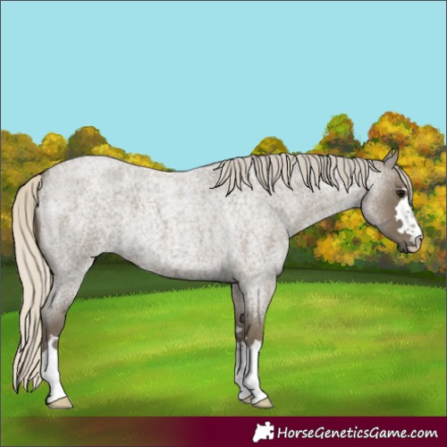 Horse Color:Silver Smoky Blue Roan 