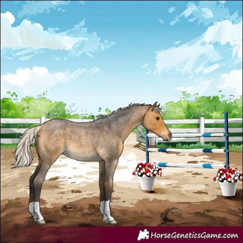 Horse Color:Silver Buckskin Roan 