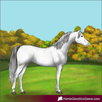 Horse Color:Brown Dun Sabino Rabicano 