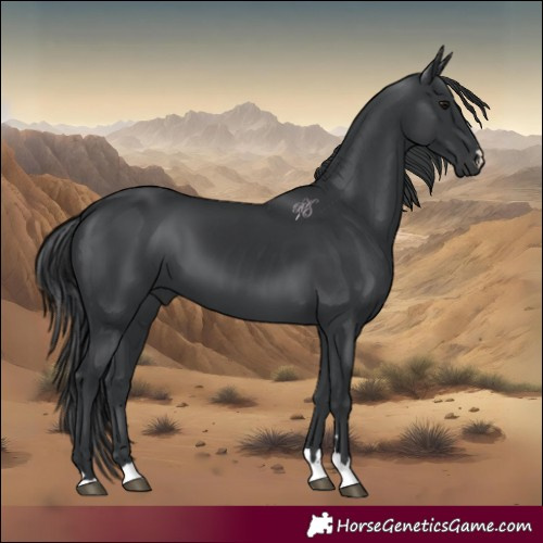 Horse Color:Black 