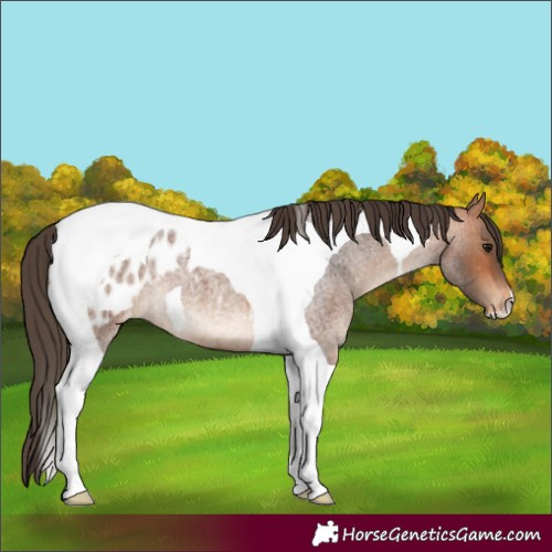 Horse Color:Bay Roan Tobiano Blanket 
