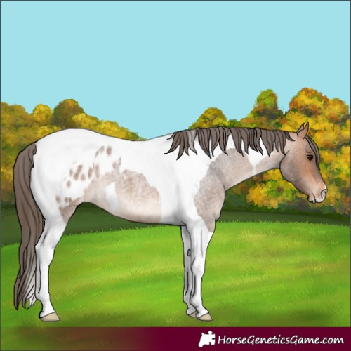 Horse Color:Bay Roan Tobiano Appaloosa 