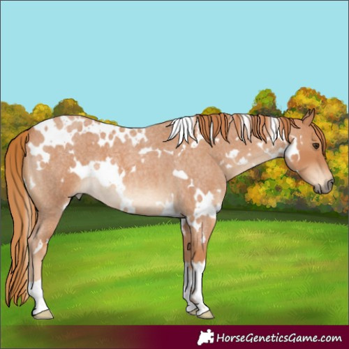 Horse Color:White Spotted Red Roan 