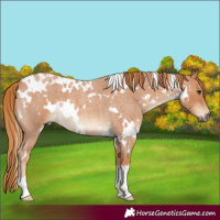 Horse Color:White Spotted Red Roan