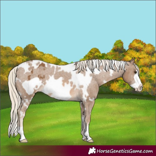 Horse Color:White Spotted Chocolate Palomino Frame Appaloosa 