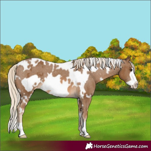 Horse Color:White Spotted Chocolate Palomino Frame Blanket 