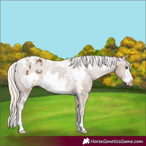 Horse Color:White Spotted Chocolate Palomino Frame Appaloosa 