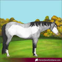 Horse Color:Blue Roan Frame