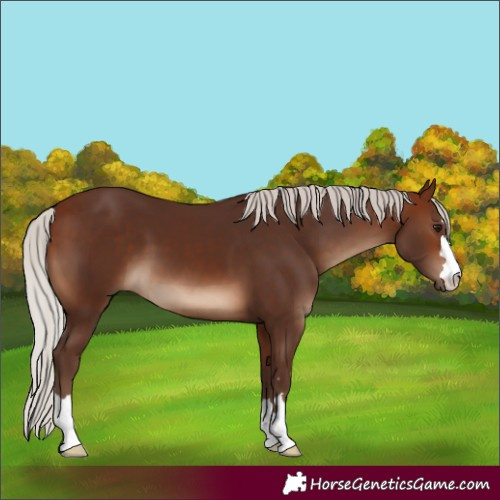 Horse Color:Silver Bay 