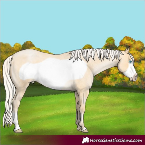 Horse Color:Silver Buckskin Roan Pearl Frame