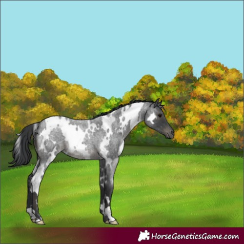 Horse Color:White Spotted Blue Roan 