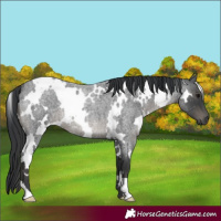 Horse Color:White Spotted Blue Roan 