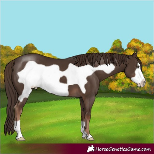Horse Color:Liver Chestnut Frame 