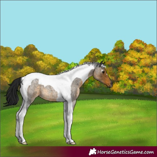 Horse Color:Gray Buckskin Roan Tobiano 