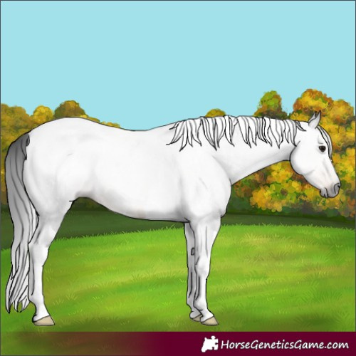 Horse Color:Gray Buckskin Roan Tobiano 